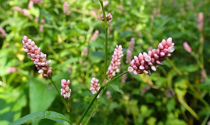 Renouée persicaire-Persicaria maculosa (crédit: Quessoy)