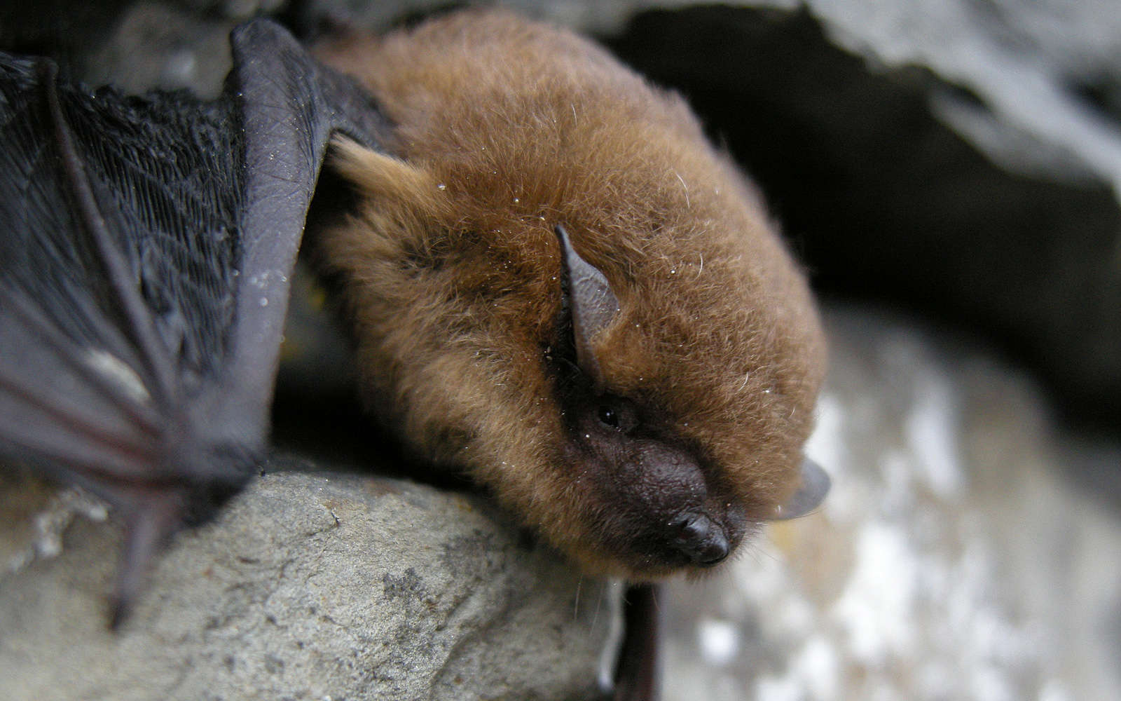 Pipistrelle commune