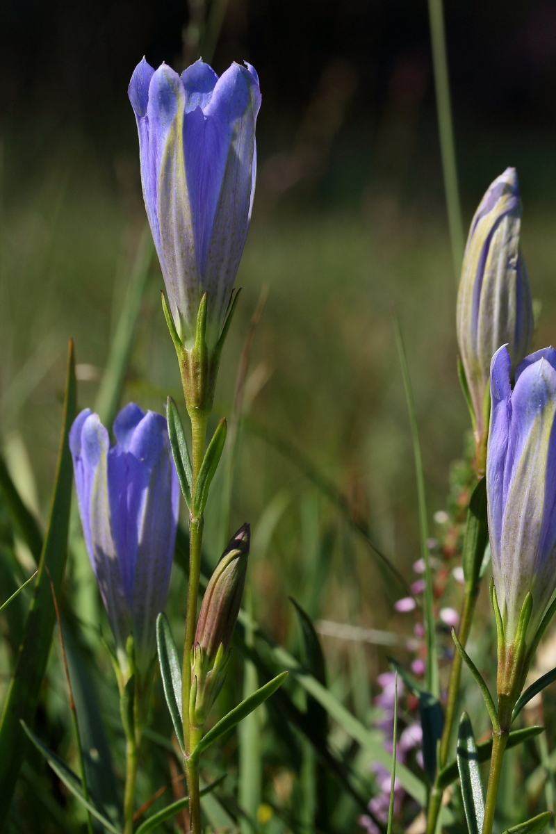 Gentiane pneumonanthe (Crédit : Hugh Knott)