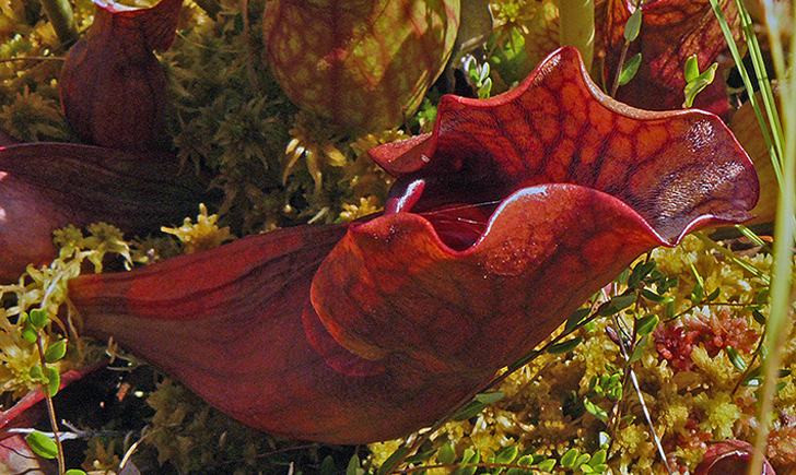 Sarracénie pourpre (Crédits : CTSPM)