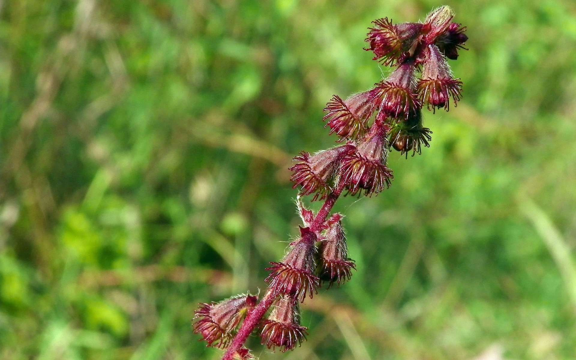 Aigremoine eupatoire - fruits (Crédits : Peter O'Connor)