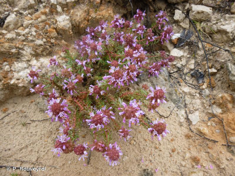 Coris de Montpelier - Coris monspeliensis