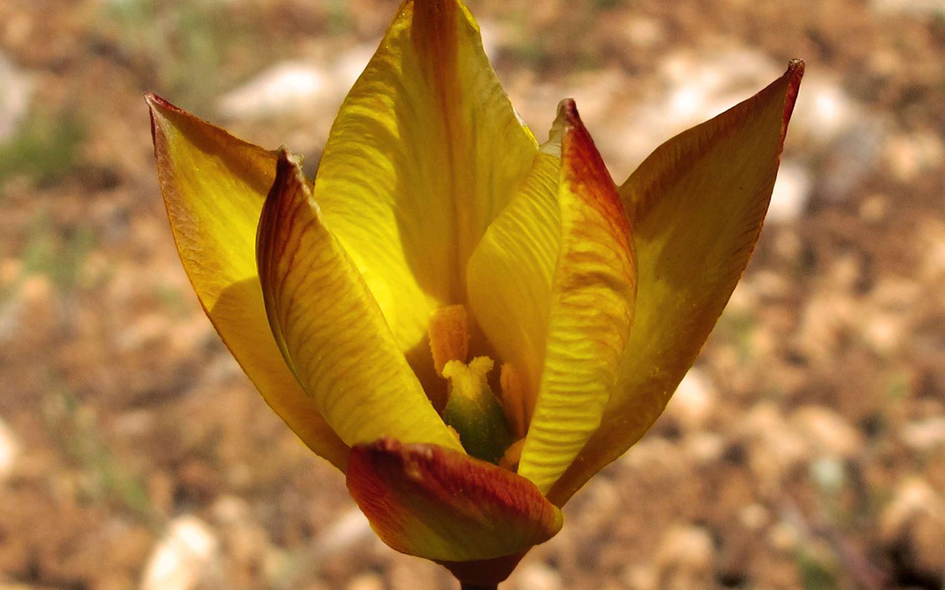 Tulipe australe - fleurs (Crédits : Jacinta Lluch Valero)