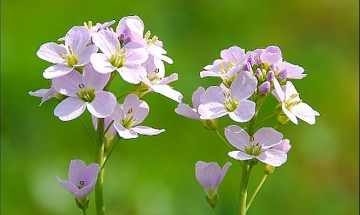 Cardamine des près (Crédits : CTSPM)