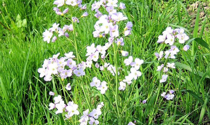 Cardamine des près (Crédits : CTSPM)