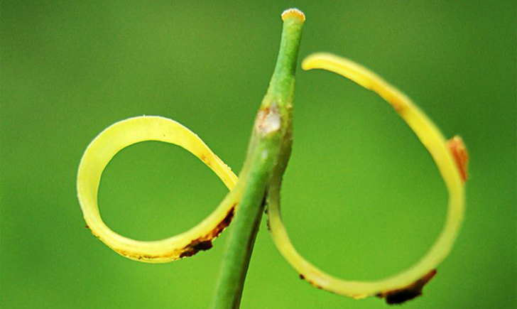 Cardamine des près (Crédits : CTSPM)