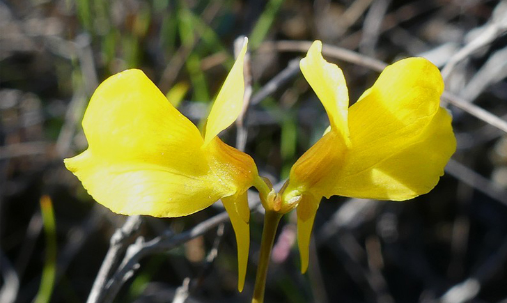 Utriculaire cornue (Crédits : CTSPM)