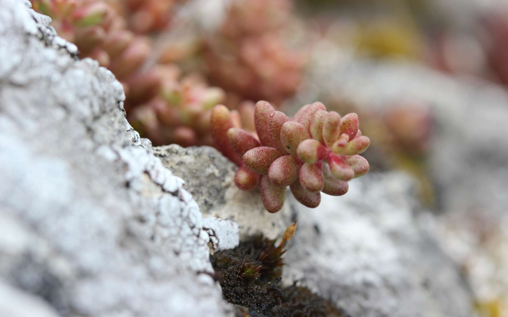 Orpin blanc - feuilles (Crédits : Flickr)