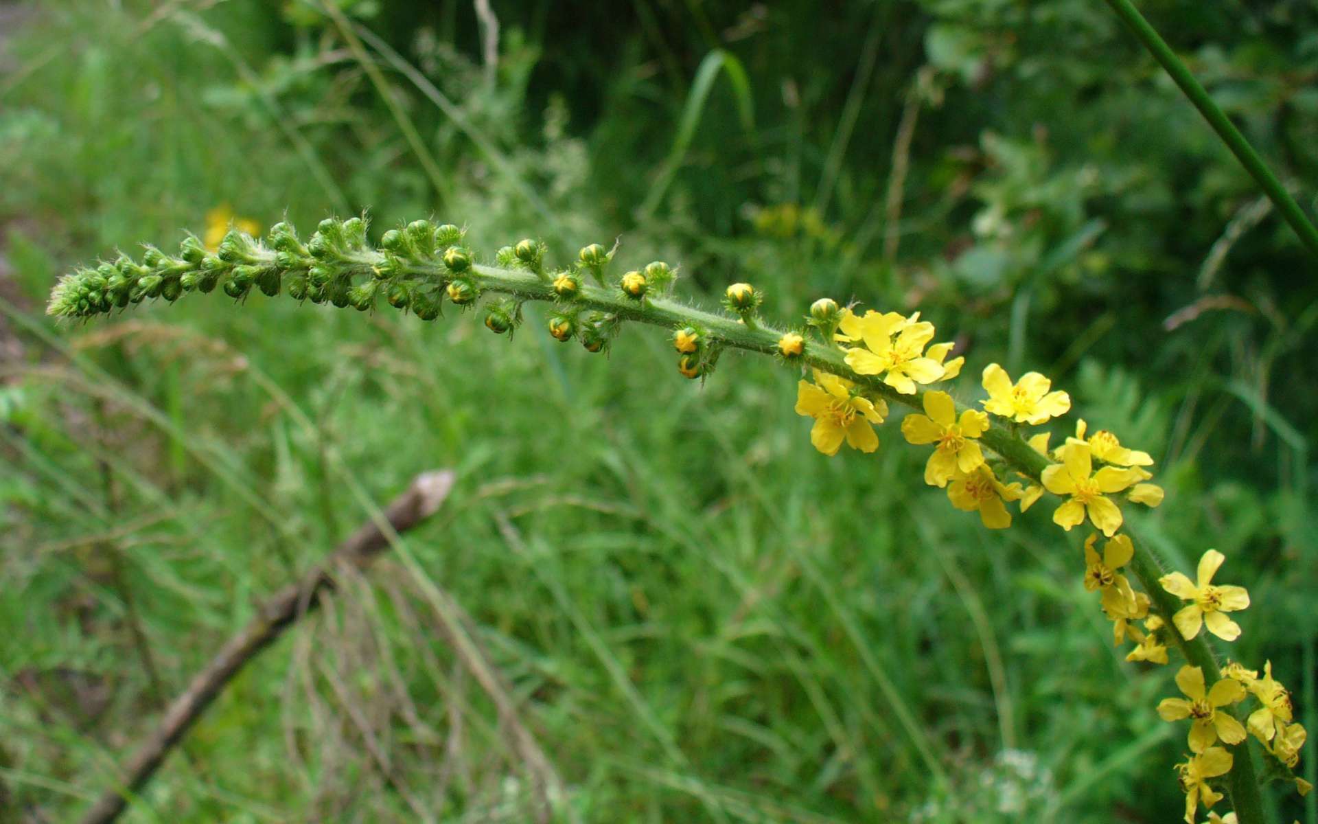 Aigremoine eupatoire - épi de fleurs (Crédits : Sven Gaedtke)