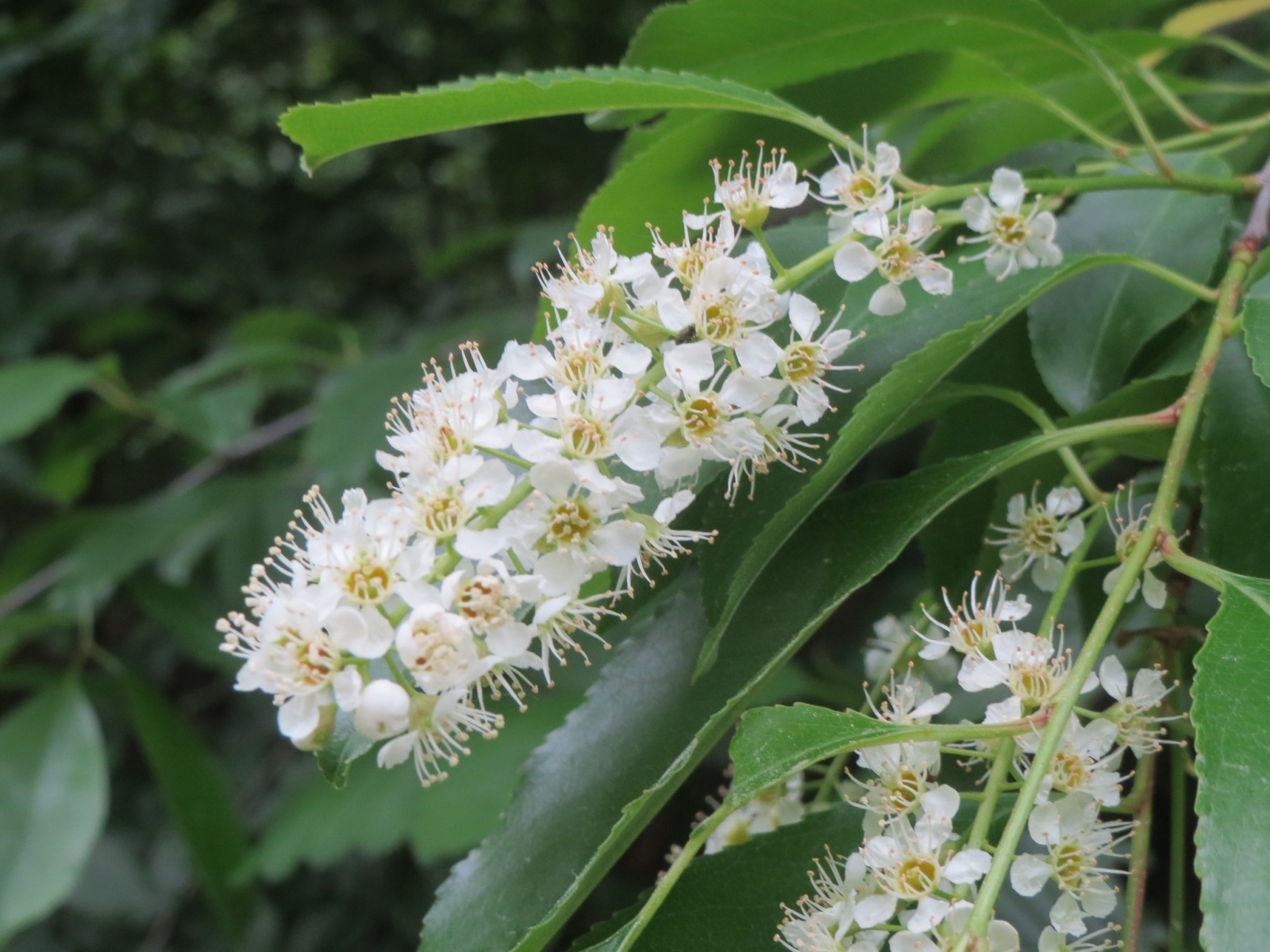 Cerisier tardif - Prunus serotina