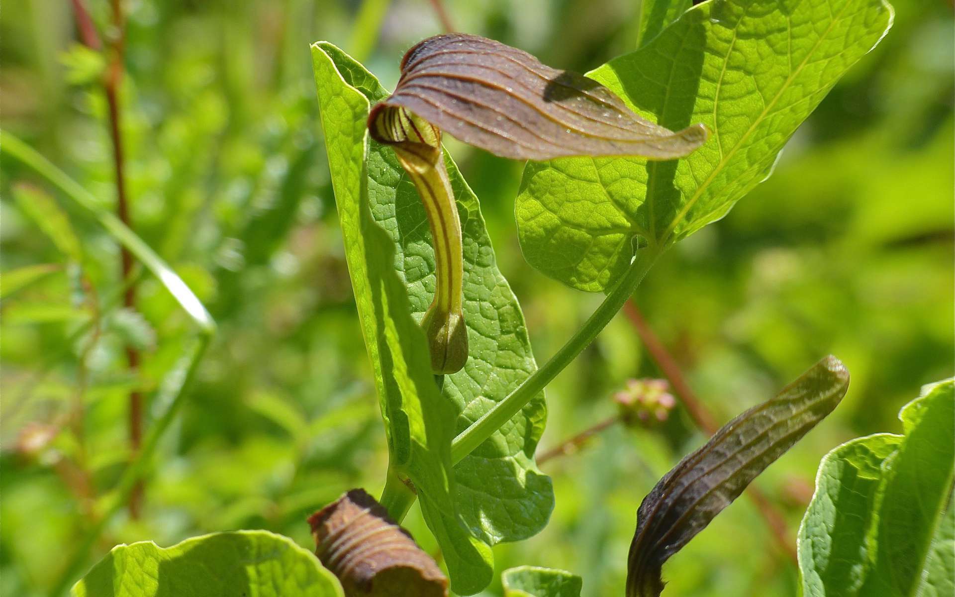 Aristoloche à feuilles rondes (Crédits : Bernard Dupont)