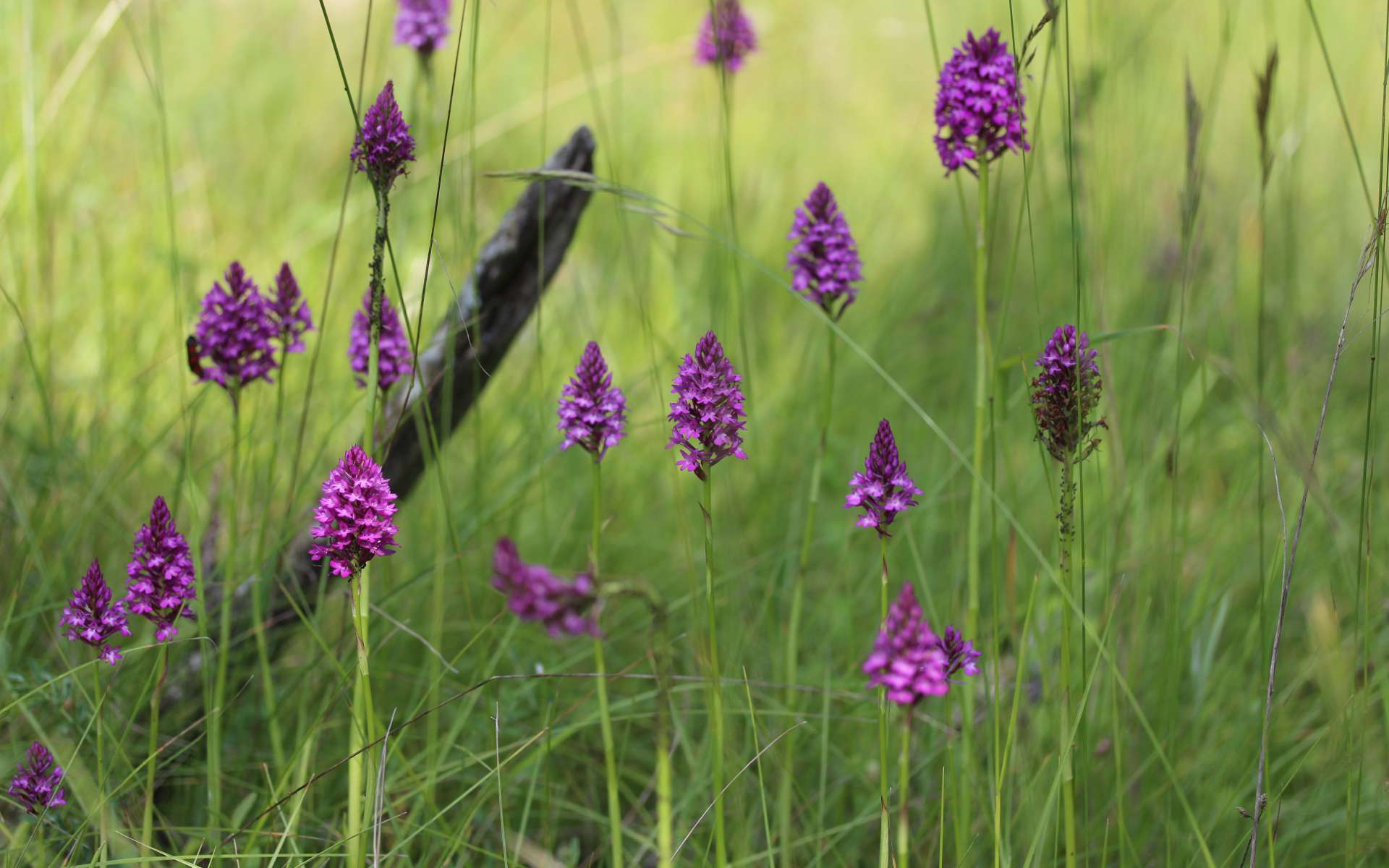 Orchis pyramidal - vue d'ensemble (Crédits : Flickr - Bjorn S.)