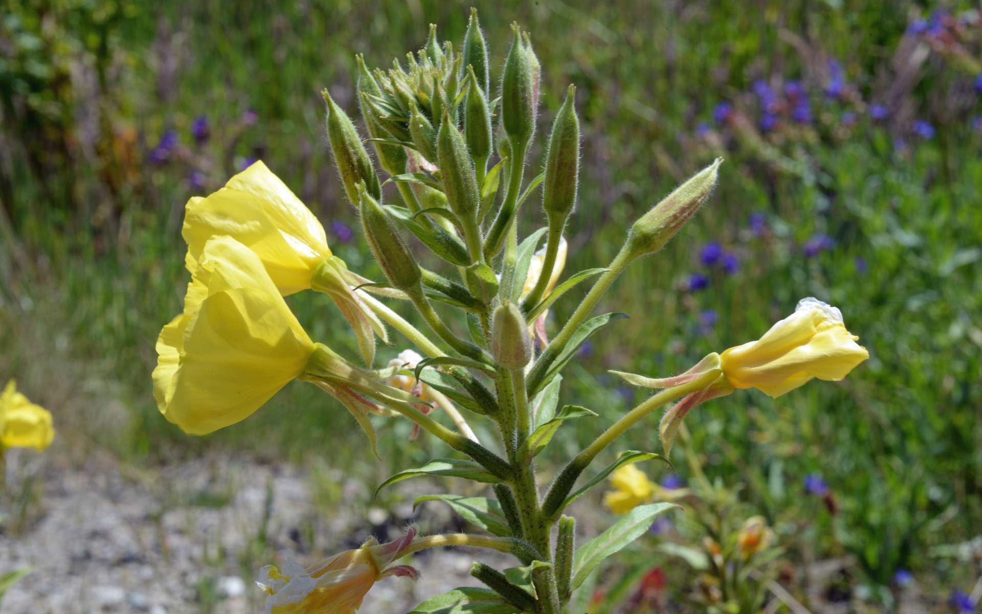 Onagre bisannuelle - fleurs (Crédits : Flickr)