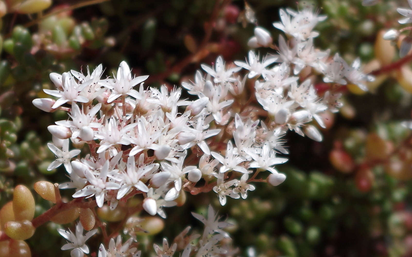 Orpin blanc - fleurs (Crédits : Rafael Jimenez)