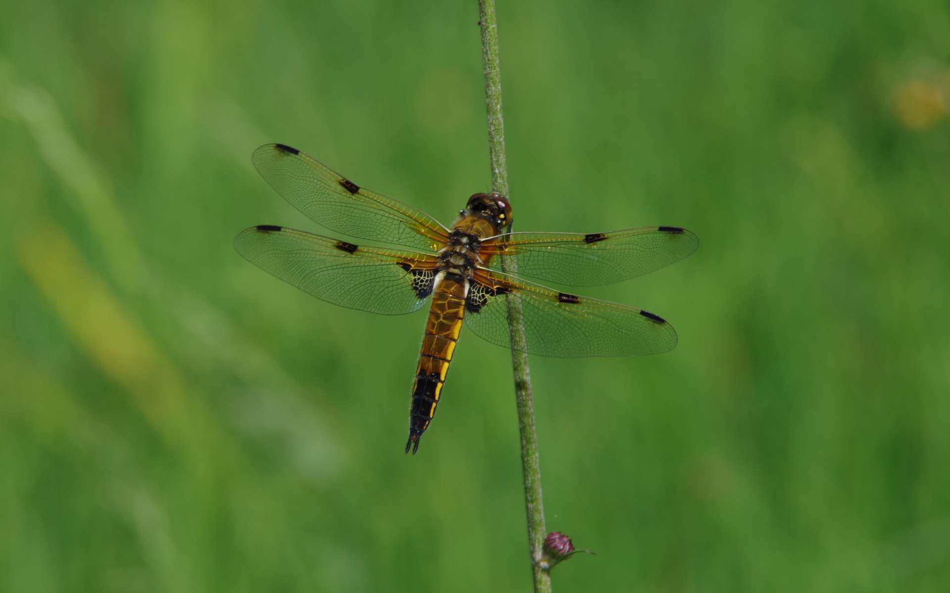 Libellule à quatre taches (Crédits : Flickr)