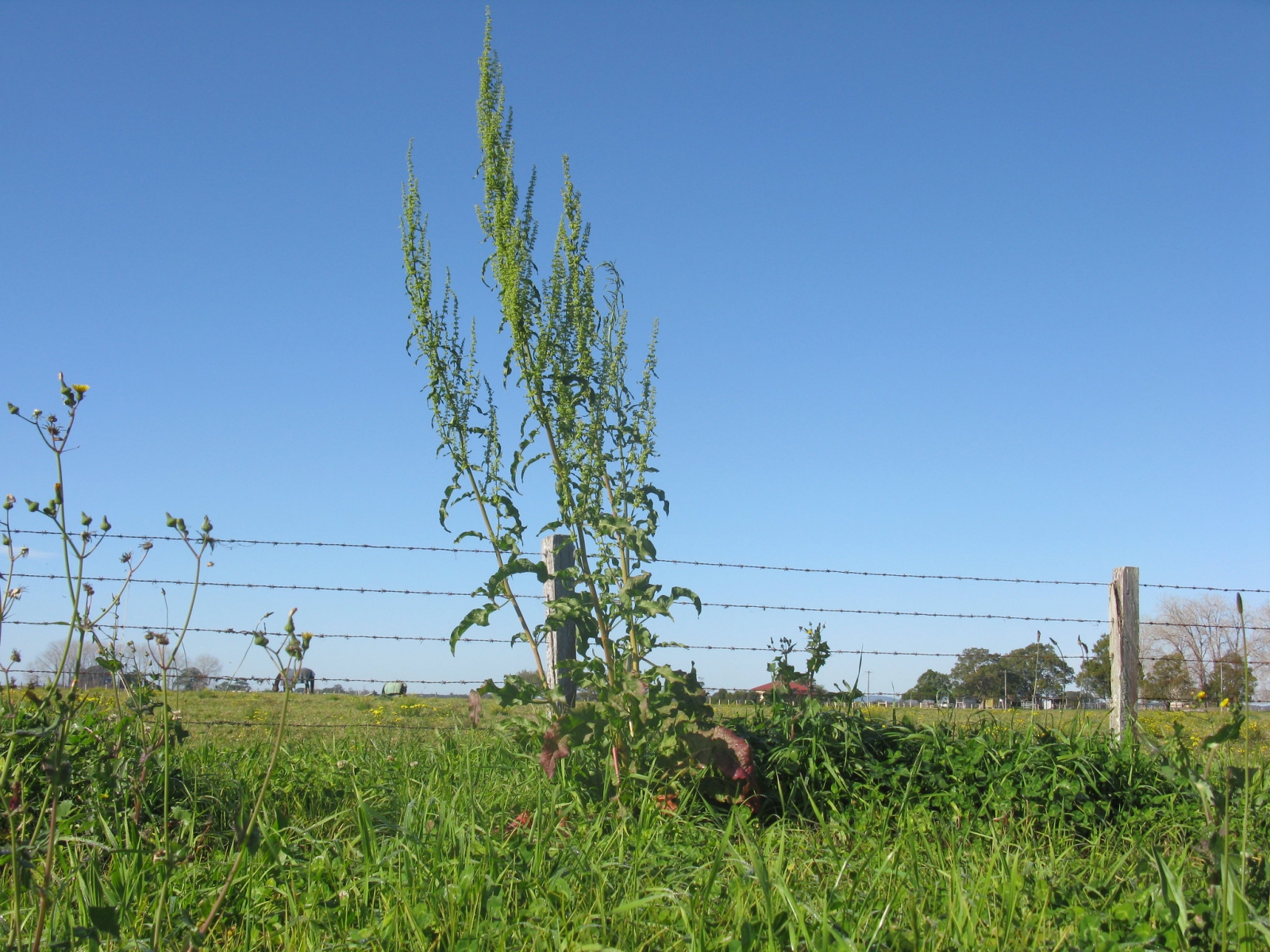 Oseille crépue - Rumex crispus