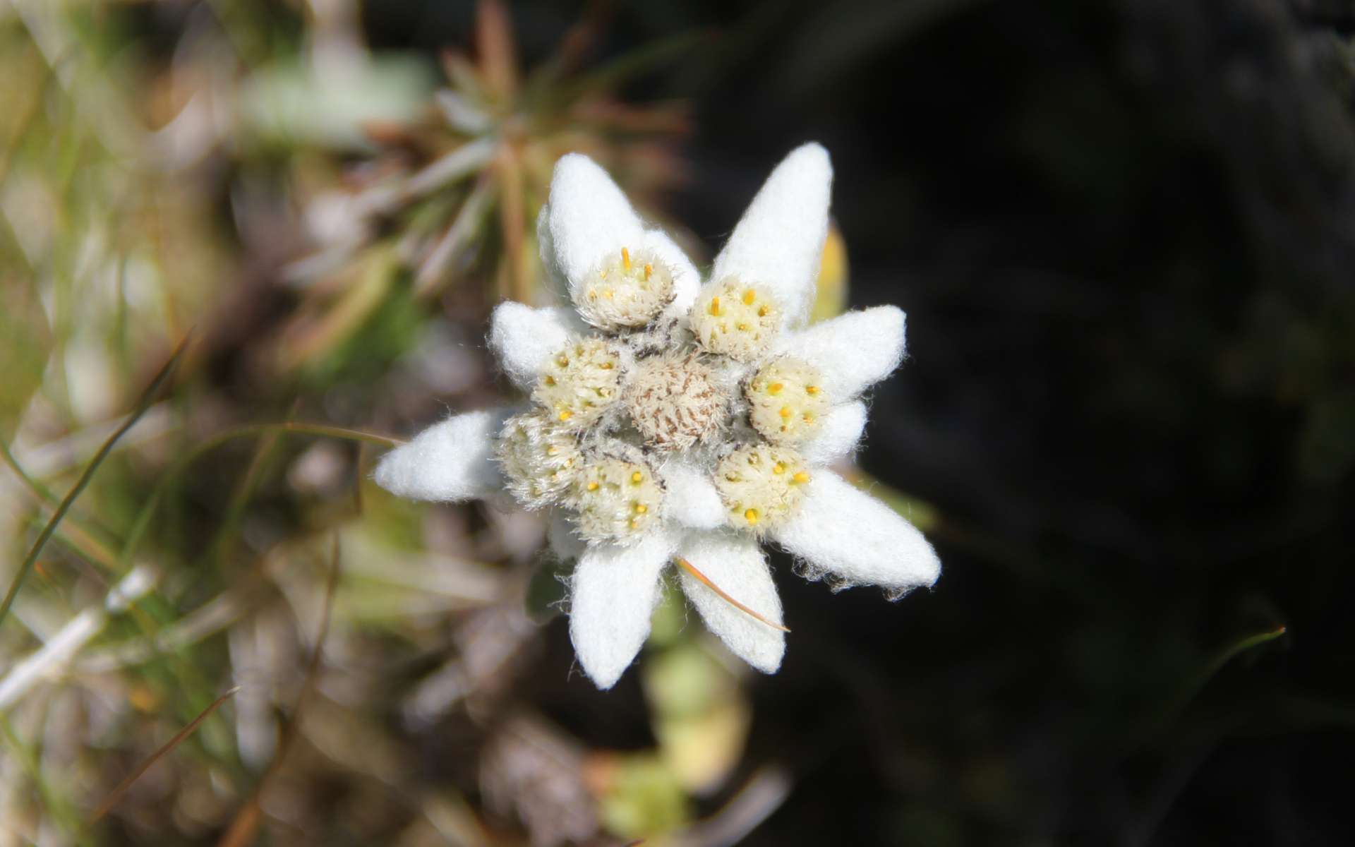 Edelweiss (Crédits : Bjorn S - Flickr)