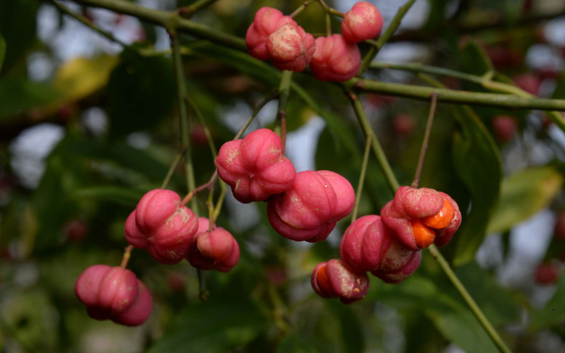 Fusain d'europe - fruits (Crédits : Flickr)