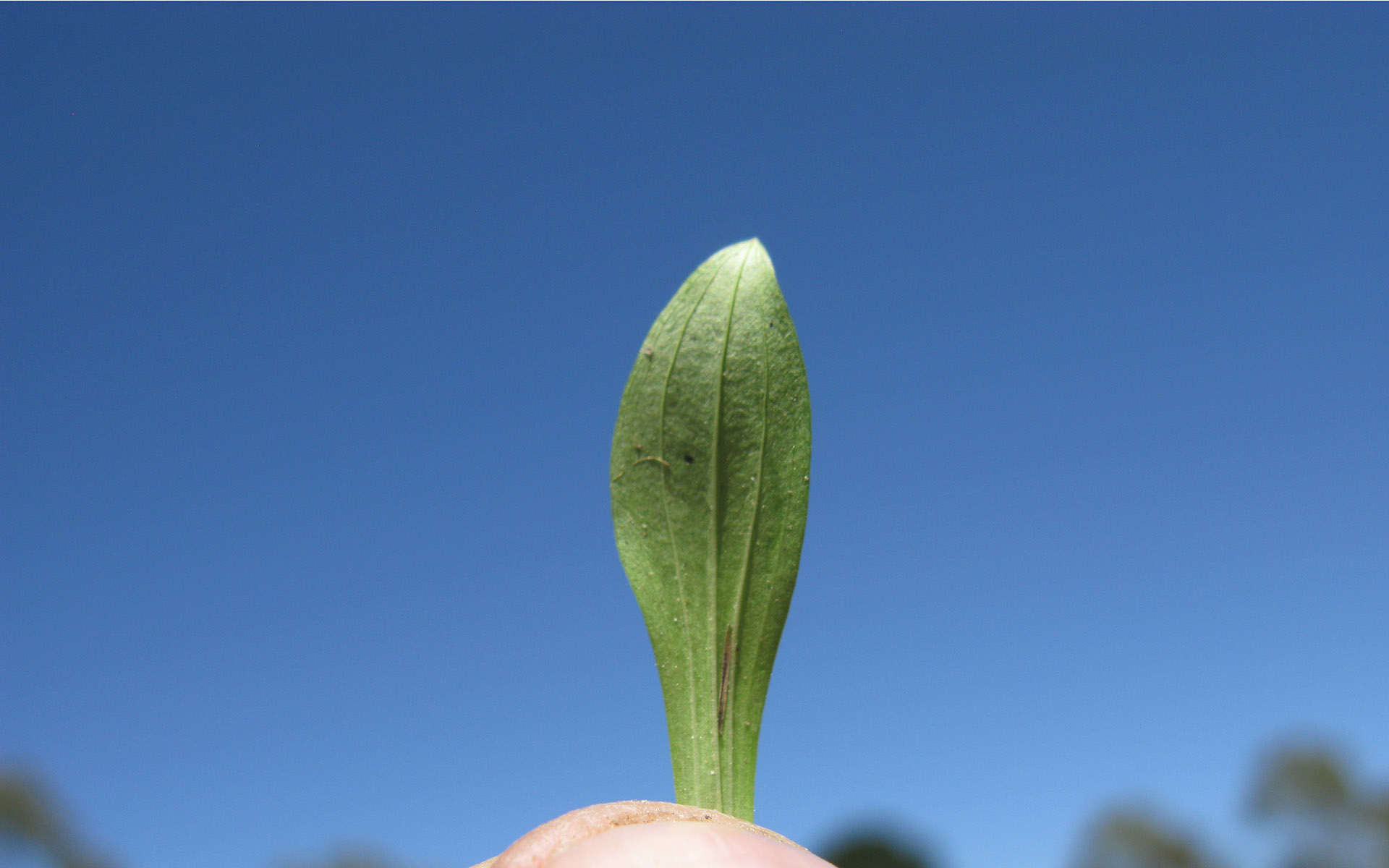 Petite centaurée - Feuille - (Crédits : Harry Rose - Flickr)