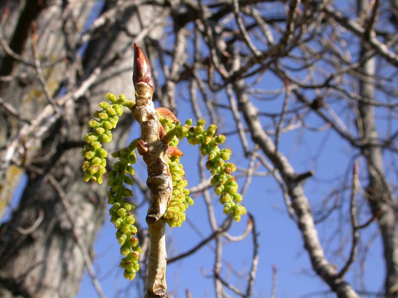 Peuplier du Canada - Populus x canadensis