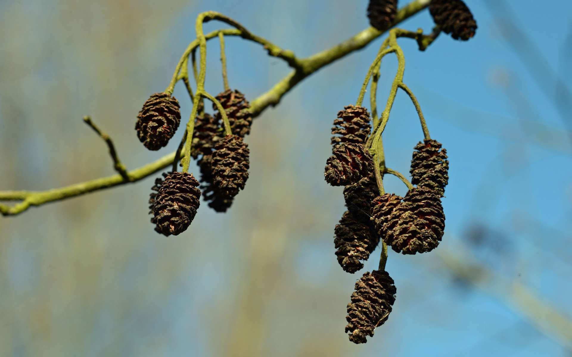 Aulne glutineux - frutis (Crédits: Free photos - flickr)