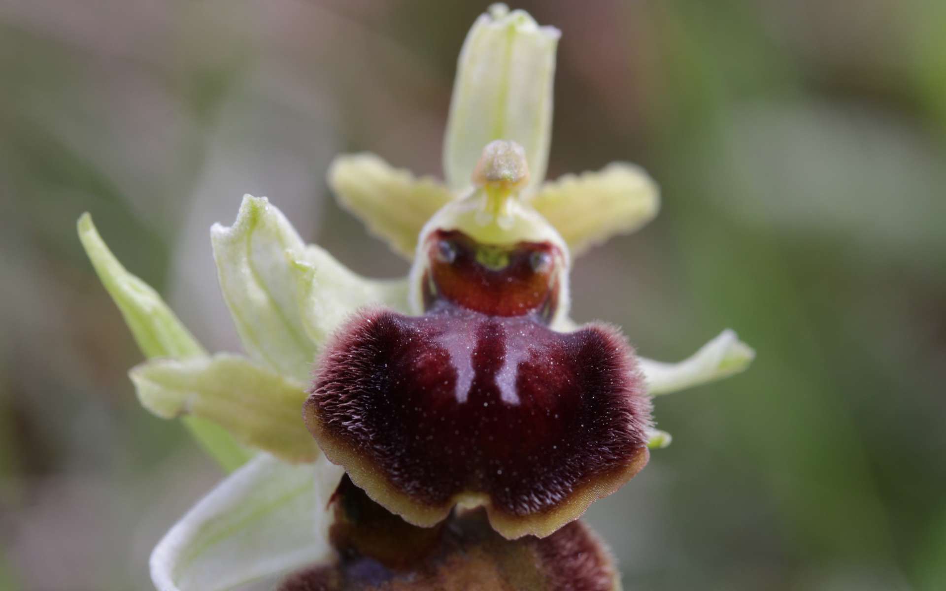 Ophrys araignée - fleur (Crédits : flickr)