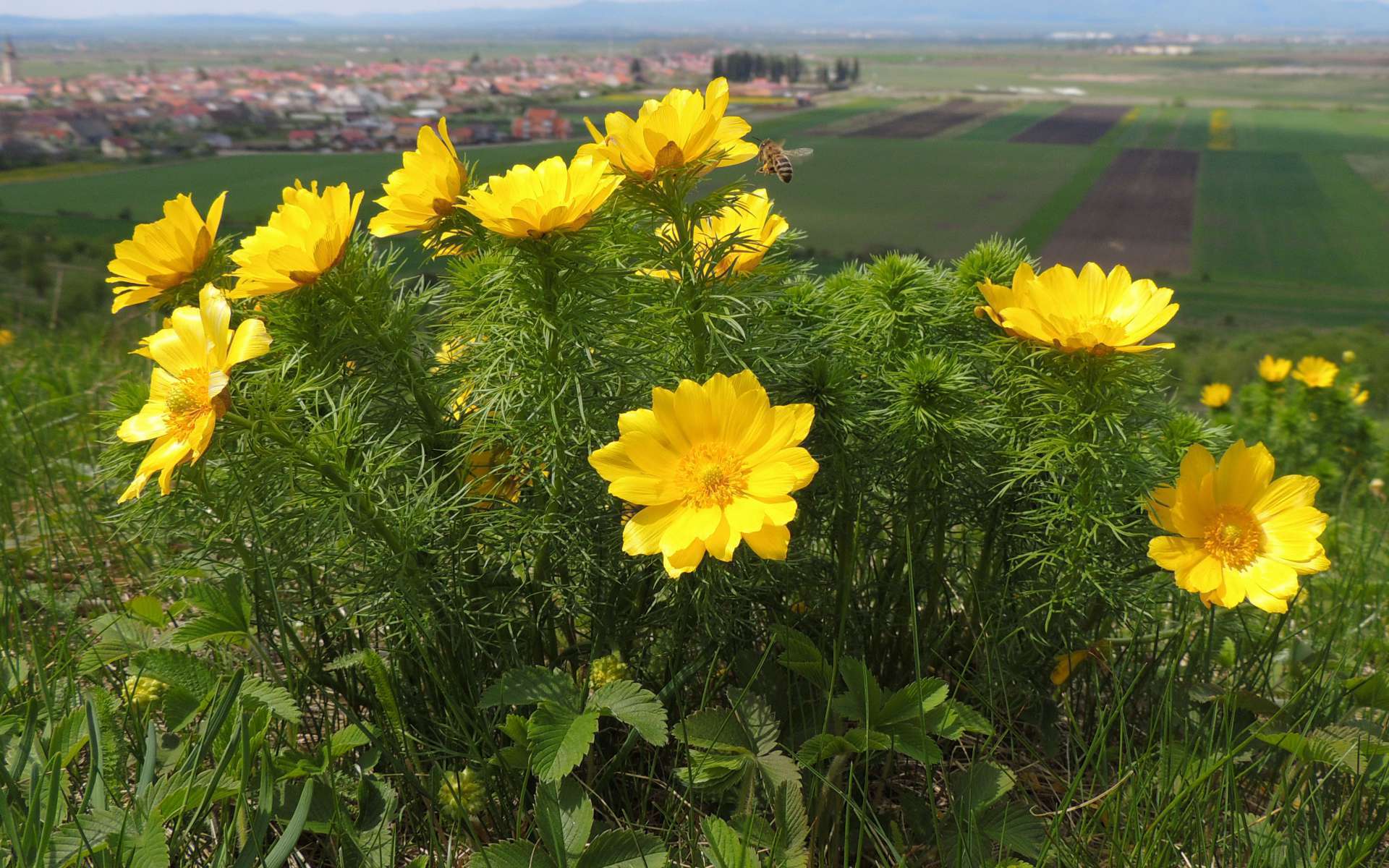 Adonis de printemps (Crédits : Flickr)