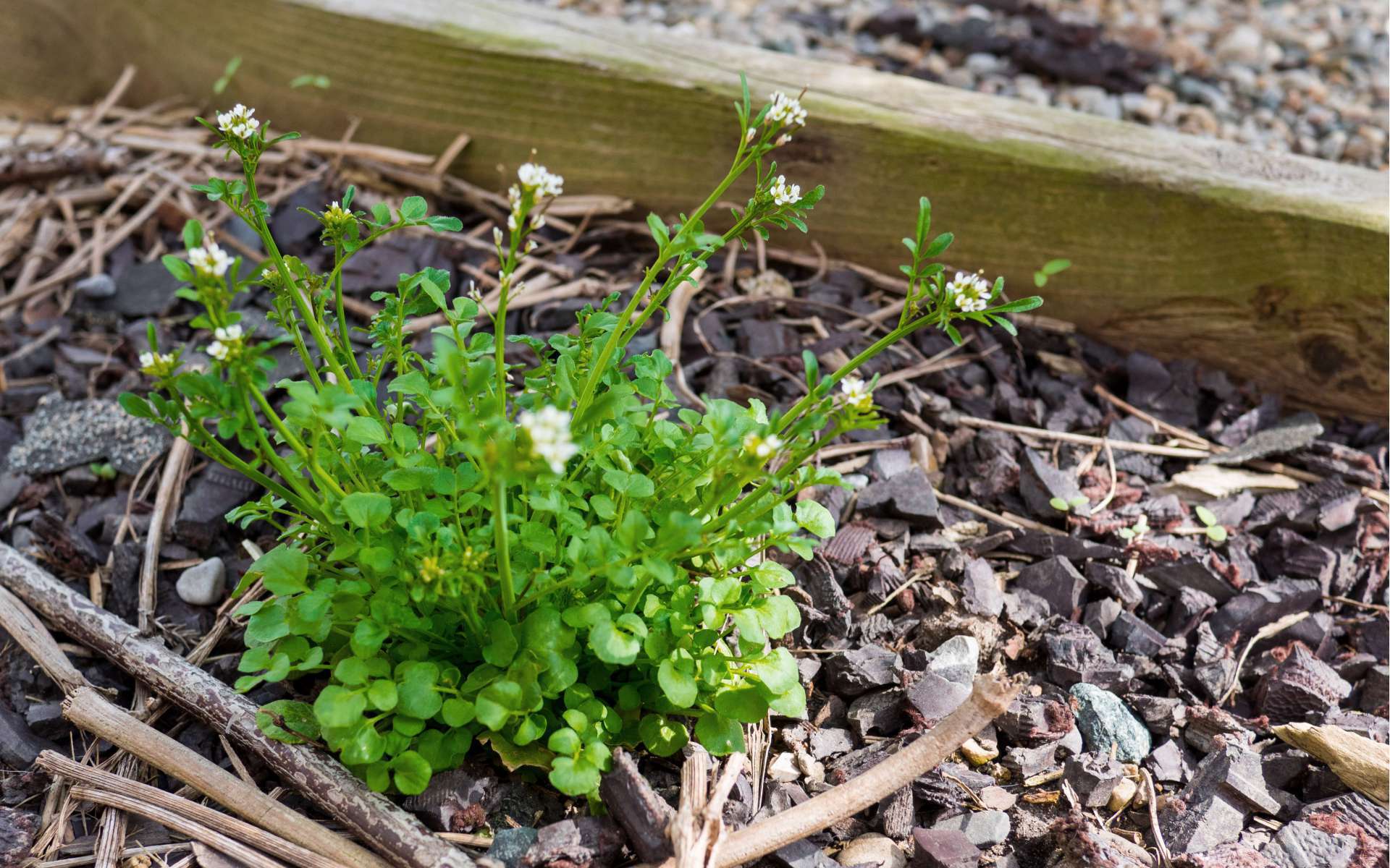 Cardamine hirsute - vue d'ensemble (Crédits : F.D. Richards)