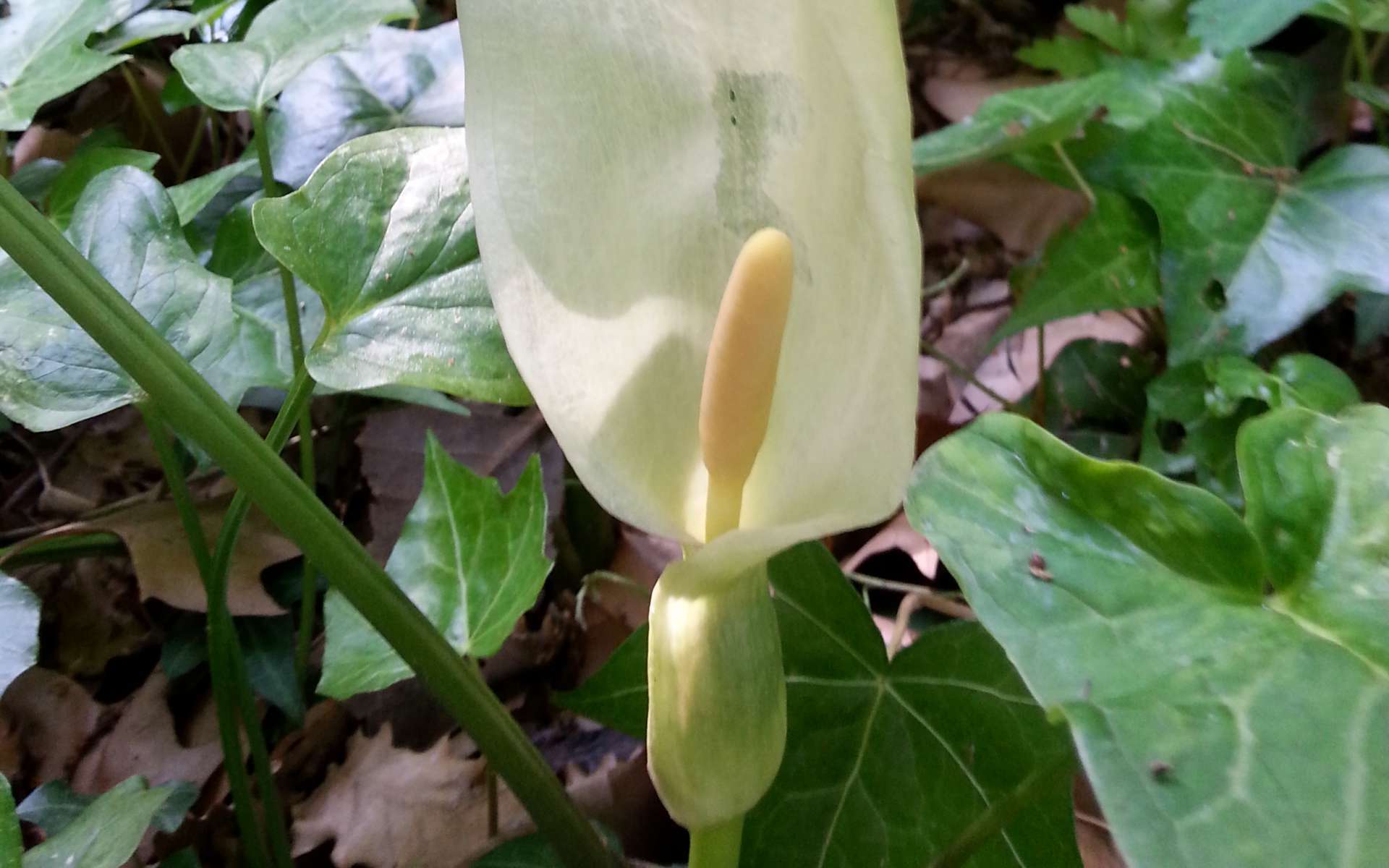 Arum d'Italie - inflorescence (Crédits : Carmona Rodriguez)