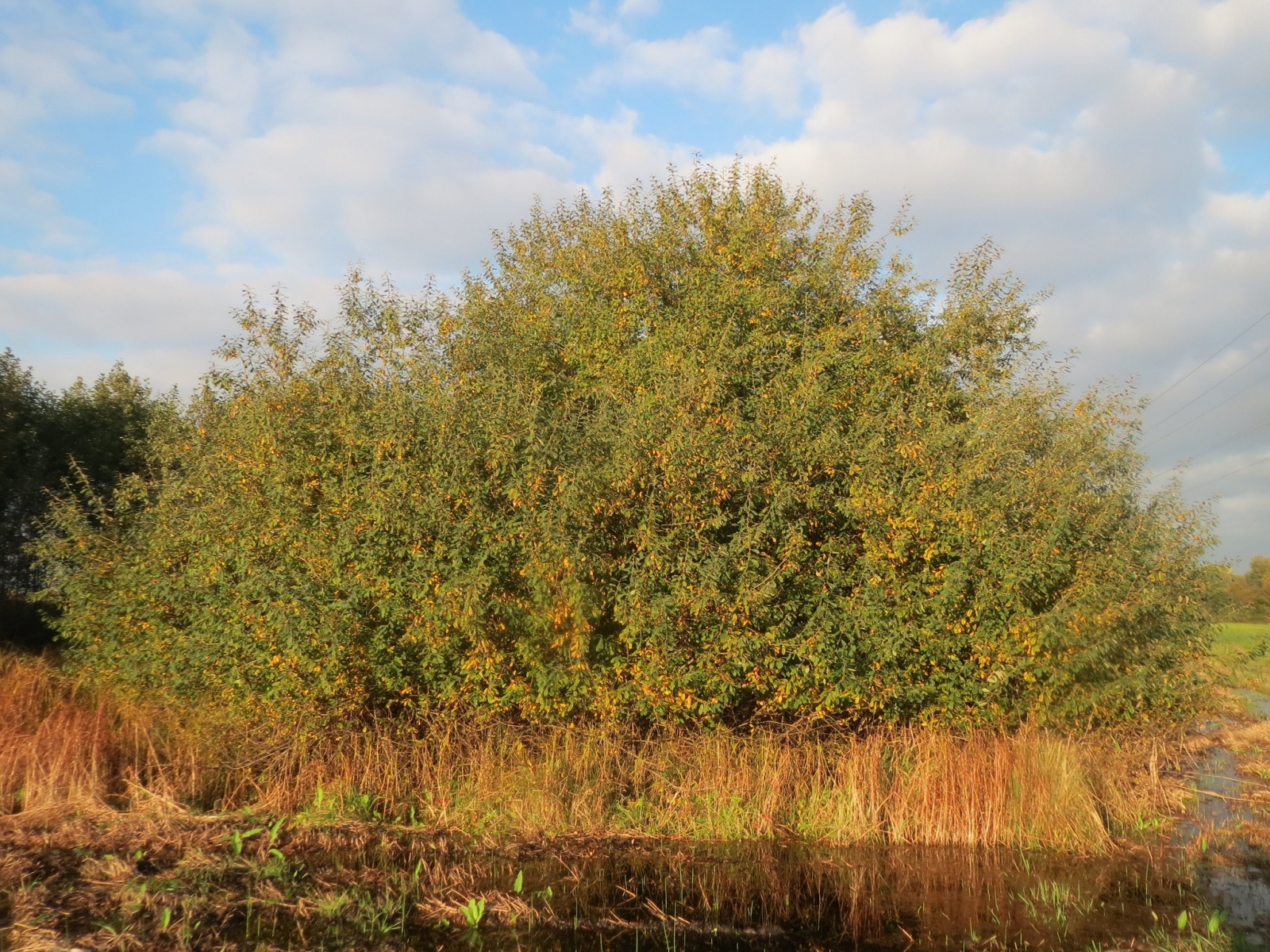 Saule cendré (Crédit : Andrea rockstein)