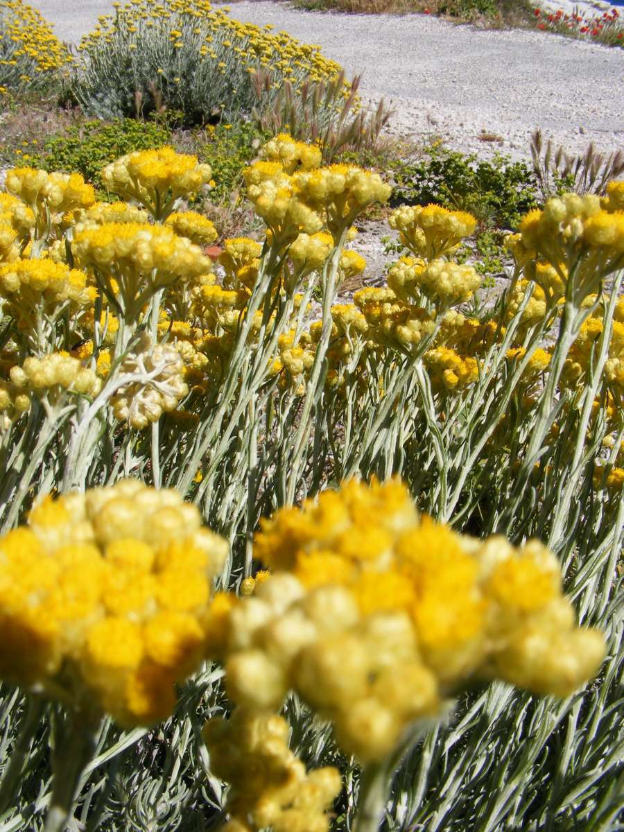 Immortelle des dunes