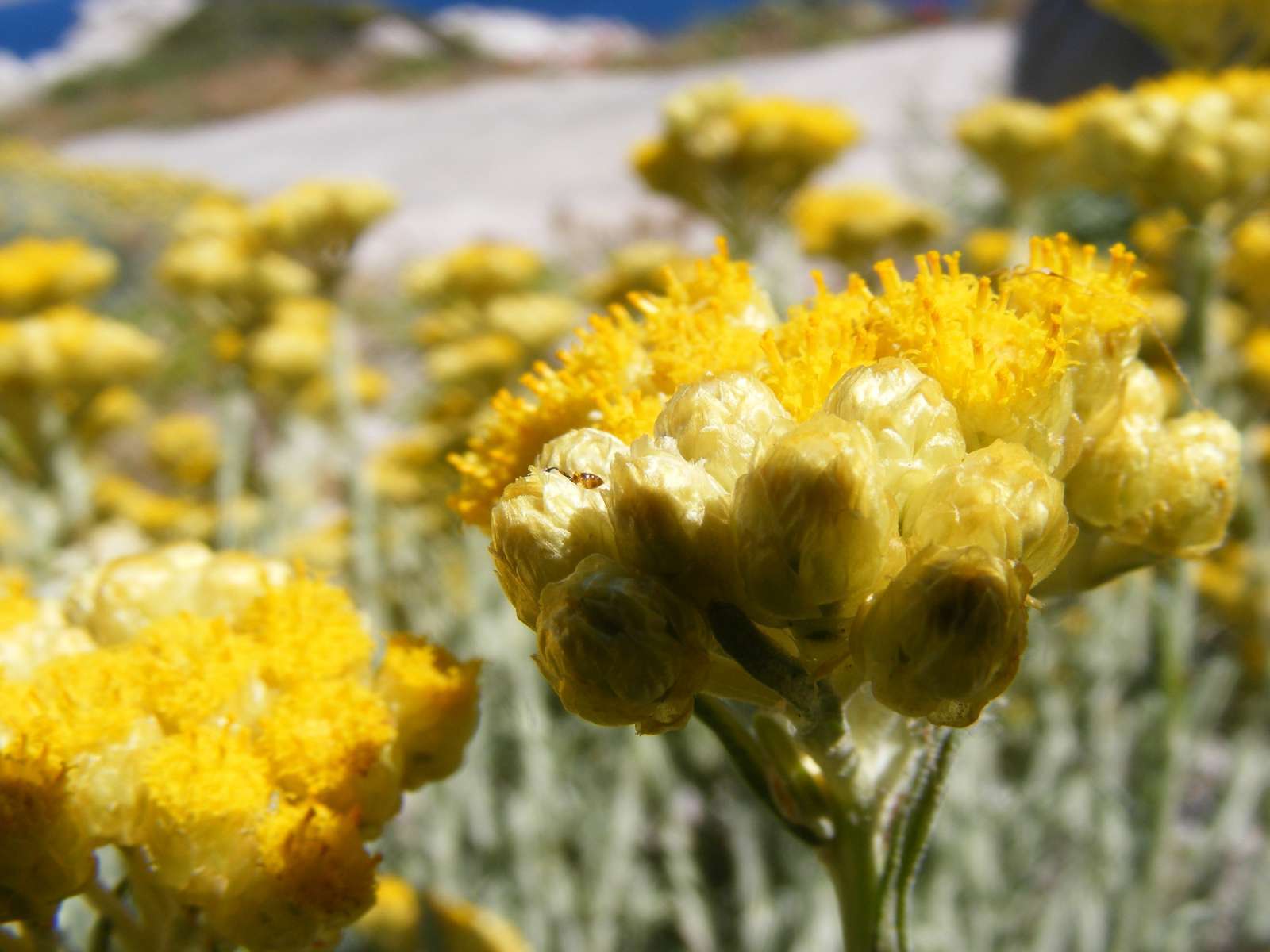 Immortelle des dunes