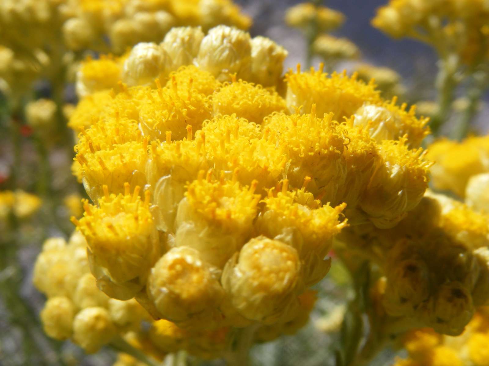 Immortelle des dunes