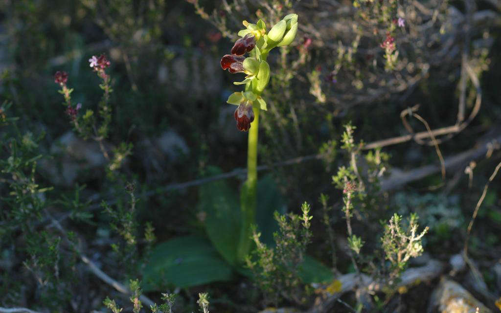 Ophrys brun - vue d'ensemble (Crédits : Alberto Garcia)