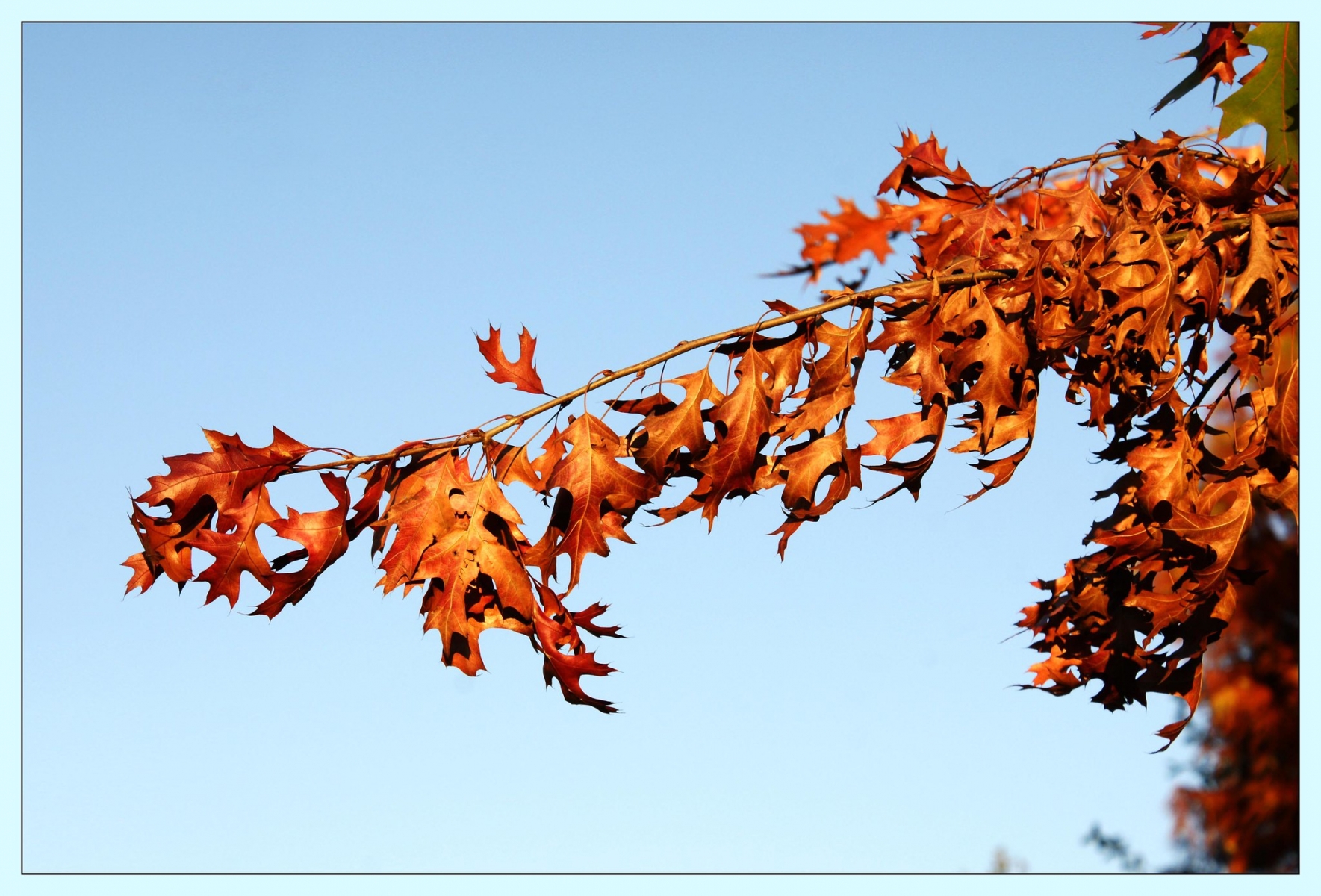 Chêne des marais - Quercus palustris