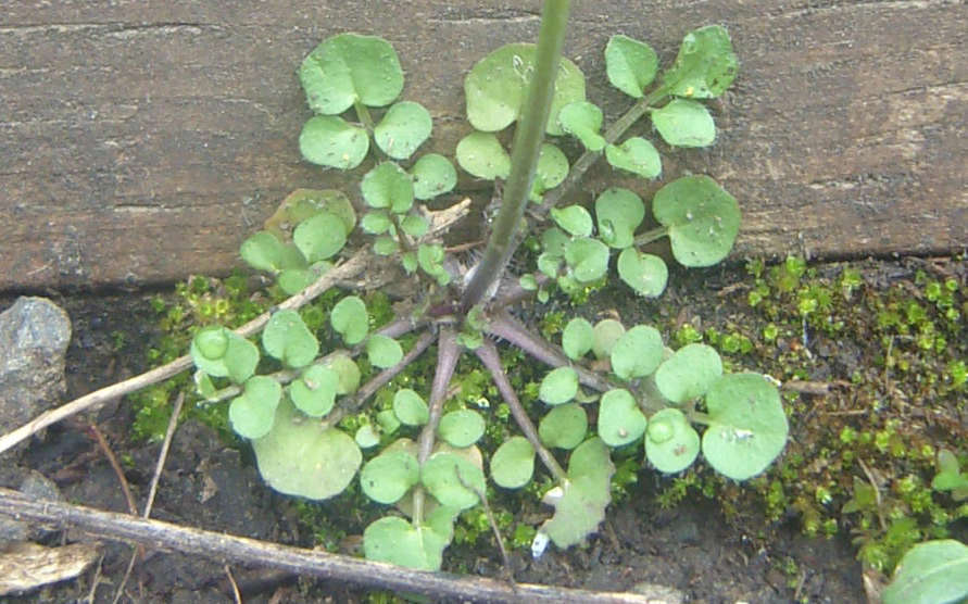 Cardamine hirsute - feuilles (Crédits : Tom Brandt)