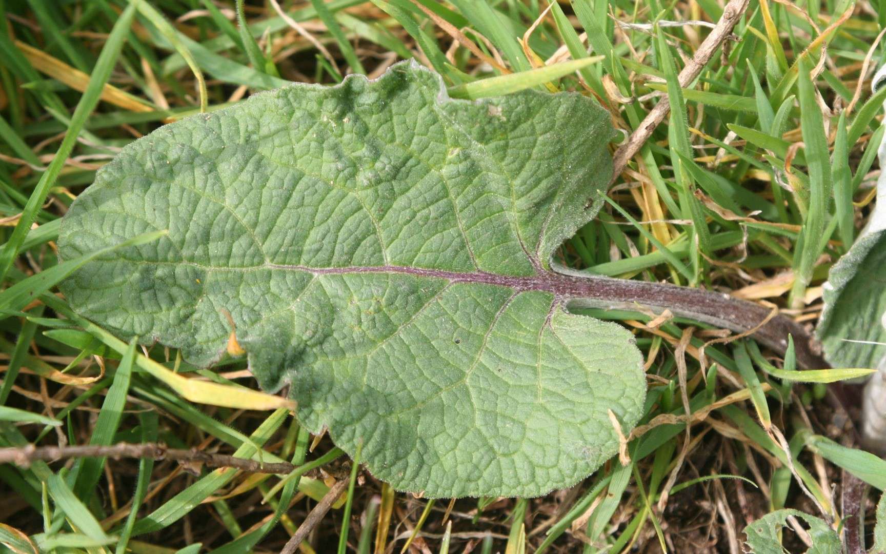 Bardane commune - feuille (Crédits : Arpent nourricier - flickr)