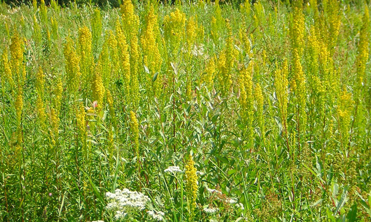 Verge d'or des marais (Crédits : CTSPM)