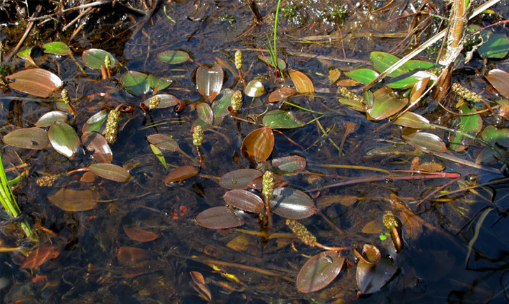 Potamot oblong (Crédits : CTSPM)