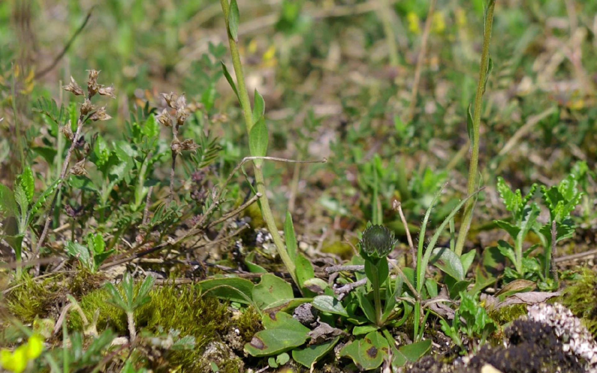 Jasione des montagnes - (Crédit : David_source flickr)