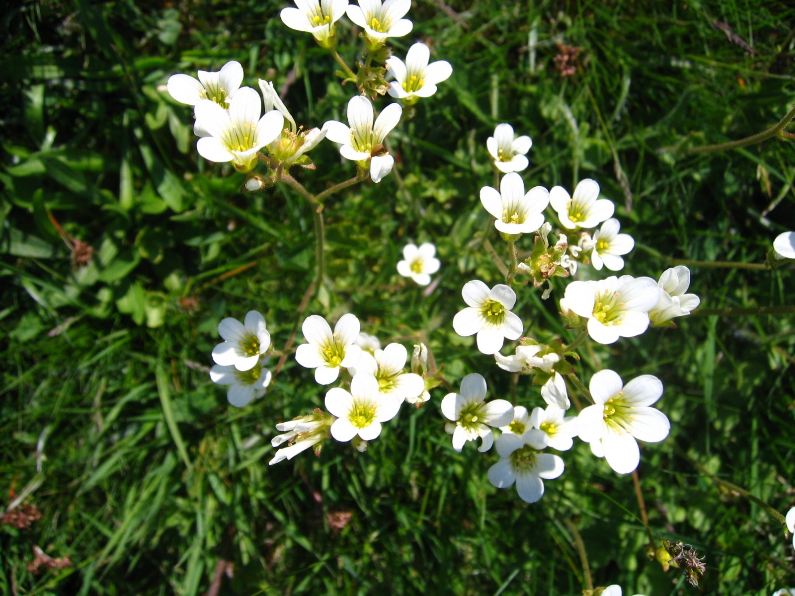 Saxifrage granulé