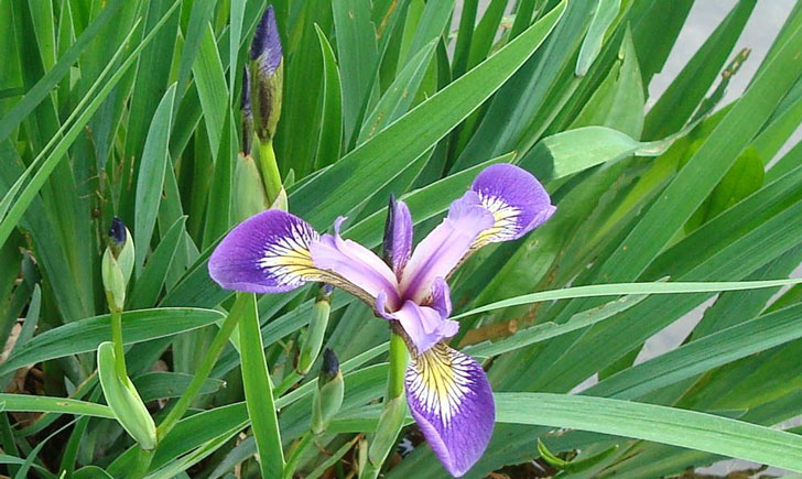 iris versicolore iris versicolor crédit: CTSPM