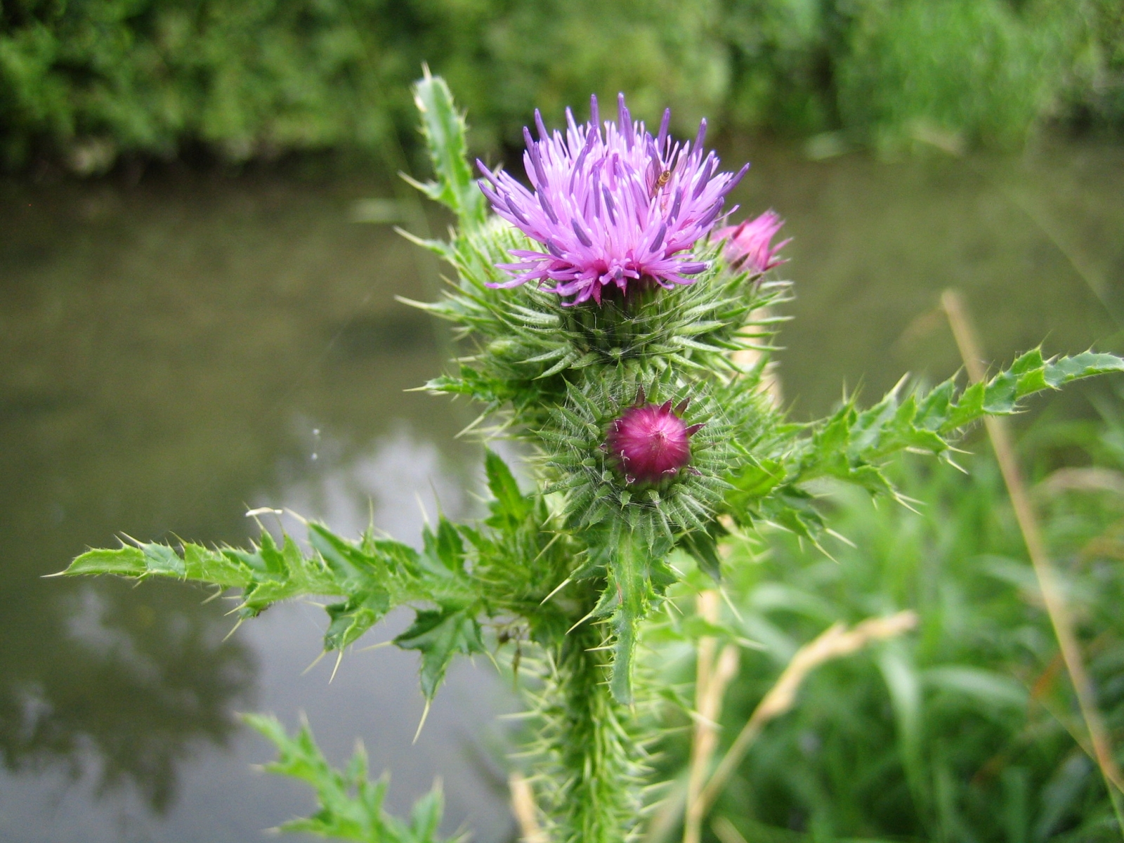 Cirse des marais - Cirsium palustre 