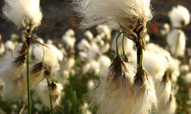 linaigrette a feuilles etroites eriophorum angustifolium crédit: CTSPM