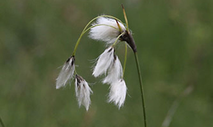 linaigrette a feuilles etroites eriophorum angustifolium crédit: CTSPM