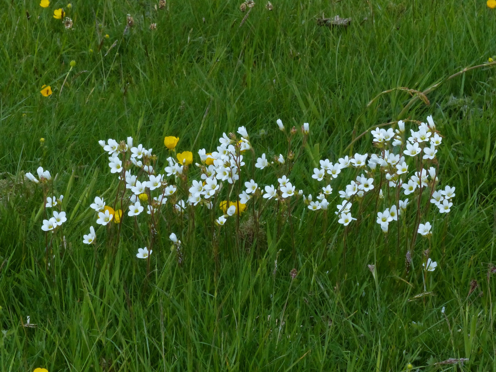 Saxifrage granulé