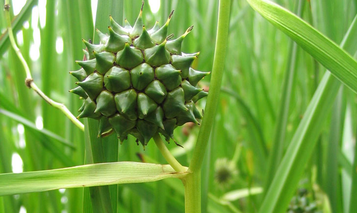 rubanier a gros fruits sparganium eurycarpum crédit: CTSPM