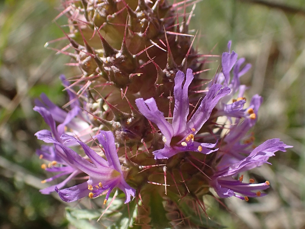 Coris de Montpelier - Coris monspeliensis