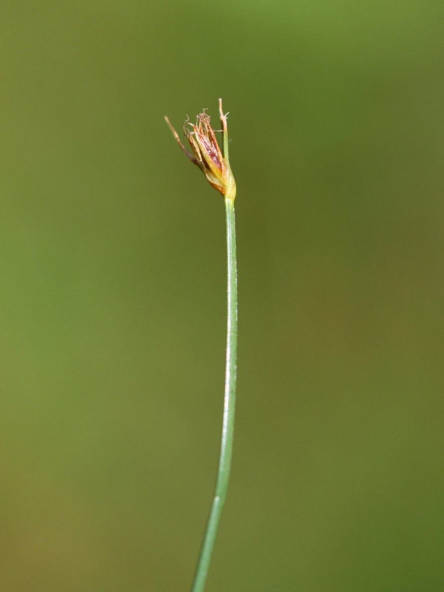 Scirpe à cinq fleurs (Crédit : Kristian Peters)