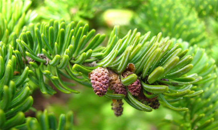 Sapin baumier fleurs mâles_MNESPM